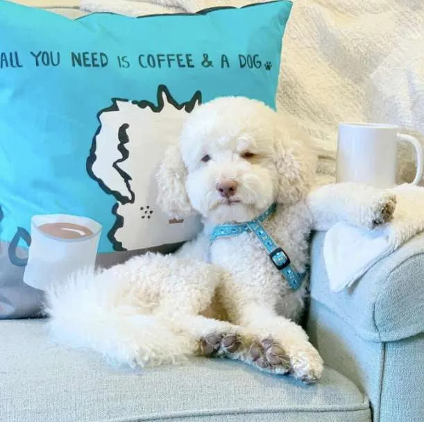 Accent Pillow | All You Need Is Coffee And A Dog