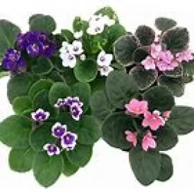 African Violet 4"