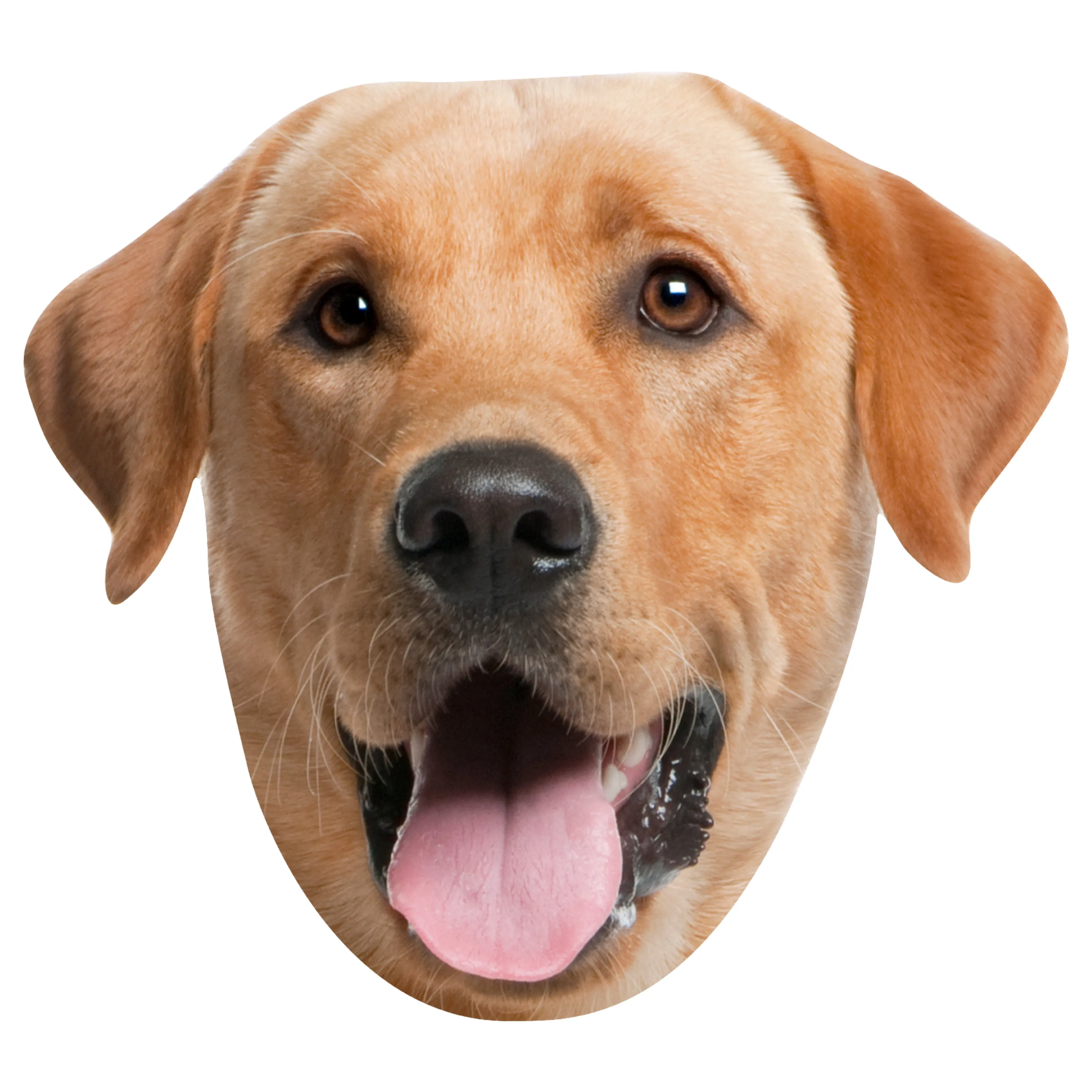 Animals: Labrador Foam Core Cutout - Big Head