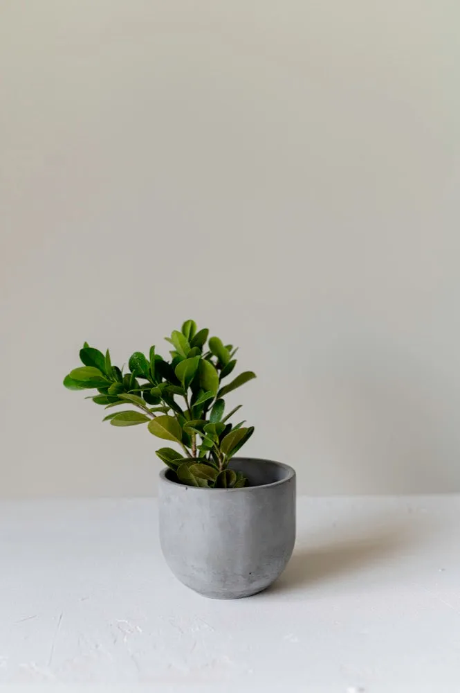 Concrete Indoor Planter Em Casa II