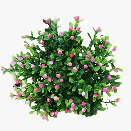 dorata Flowers Plant Home Wedding