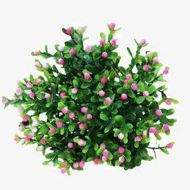 dorata Flowers Plant Home Wedding