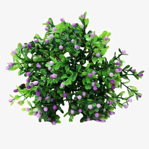 dorata Flowers Plant Home Wedding