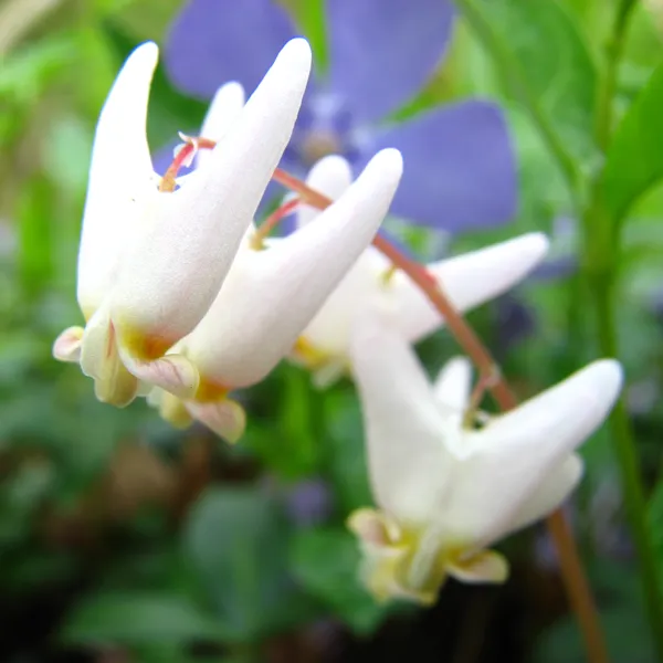 Dutchmans Breeches