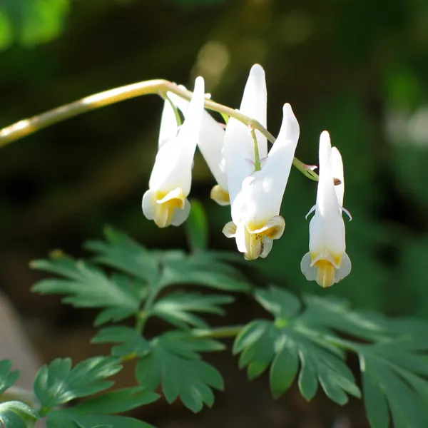 Dutchmans Breeches