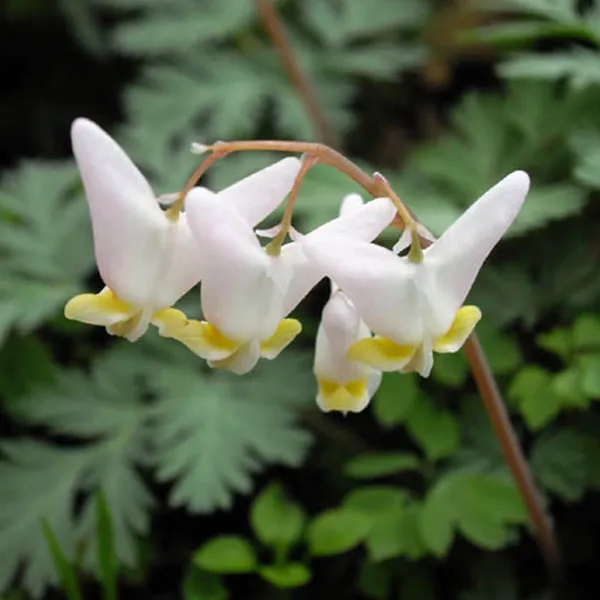 Dutchmans Breeches